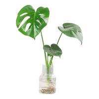花行榜龟背竹盆栽绿植四季常青耐阴水培花卉30-40cm+竖纹透明瓶源头直发