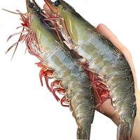 鲜驰xianchi 国产青岛大虾 大号白虾 气冻3040规格 净重1.5kg 盒装-源头直发