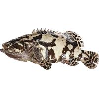 MAKEFU 马可夫 福建东山岛 龙胆石斑鱼 500-600g 1条