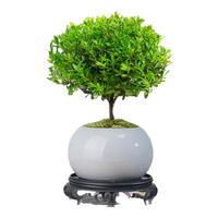 创享绿洲小叶赤楠带陶瓷花盆景植物办公室内四季花卉客厅绿植盆栽摆件好养 赤楠+冰裂纹盆+苔藓+圆底座