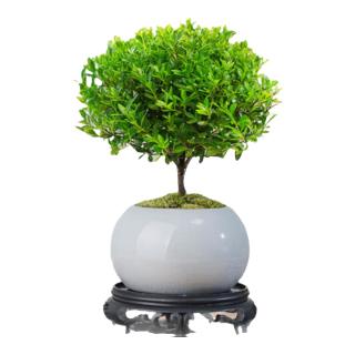 创享绿洲小叶赤楠带陶瓷花盆景植物办公室内四季花卉客厅绿植盆栽摆件好养 赤楠+冰裂纹盆+苔藓+圆底座