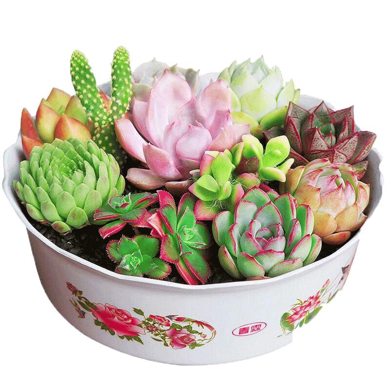 花无痕 黑王子多肉花盆
