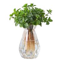 沭之美薄荷水培植物室内桌面绿植盆栽植物 薄荷+菱形玻璃瓶 源头直发
