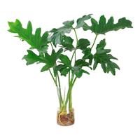 行湘水培绿植盆栽盆景桌面观叶植物春羽2株30-35cm不含瓶 源头直发 春羽30-35cm【2株】