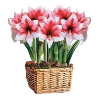 樱霞朱顶红种球重瓣带花苞盆栽 鬼魅2颗种球+盆+土+肥