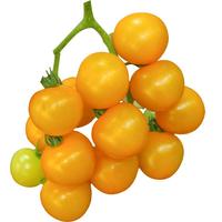 寿禾shouhe 黄色小番茄种子口感型圆果西红柿蔬菜籽 潍育黄妍小番茄种子25粒