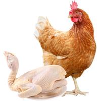 温润食品岭南特色跑步童子鸡650g*2 走地鸡土鸡嫩鸡 红烧白切盐焗爆炒烧烤 【广东岭南特色】跑步童子鸡