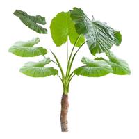 尚洋滴水观音大型盆栽阳台好养活绿植大叶海芋1.8-2米梯形盆源头直发