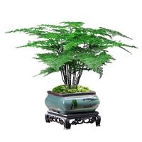 花翁盆栽植物中式禅意盆景创意绿植 文竹+四方山水盆+底架源头直发 精品文竹+四方山水盆+底架