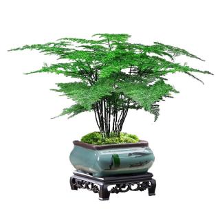 花翁盆栽植物中式禅意盆景创意绿植 文竹+四方山水盆+底架源头直发 精品文竹+四方山水盆+底架