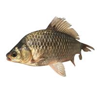 品鲜肴淡水鱼生态大鲫鱼土鲫鱼新鲜渔民自然捕获鲜活鱼现杀河鲜生鲜水产 800g（净膛前1kg）每份4条装