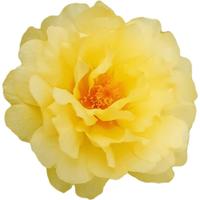 北蔬 太阳花种子苗重瓣混色四季种开花草花种籽 卓脆太阳花种子3万粒