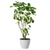 植男植女发财树步步高盆栽客厅室内大型绿色植物办公室乔迁开业源头直发