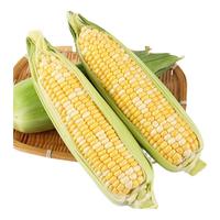 京鲜生云南水果玉米 净重5斤单果280g+ 甜玉米棒新鲜蔬菜应季 源头直发