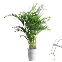 行湘袖珍椰子大型绿植花卉 袖珍椰子1.1-1.2米 含螺纹仿瓷盆 源头直发