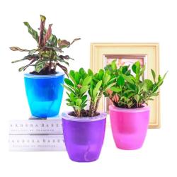 萌肉居 绿植办公室摆件美观花卉植物惊喜盲盒绿植含1盆源头直发 盲盒绿植含盆土