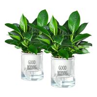 花翁金钻盆栽室内植物耐阴花卉绿植源头直发 3棵高20cm+早安盆 2盆 金钻3棵高20cm+早安盆 2盆