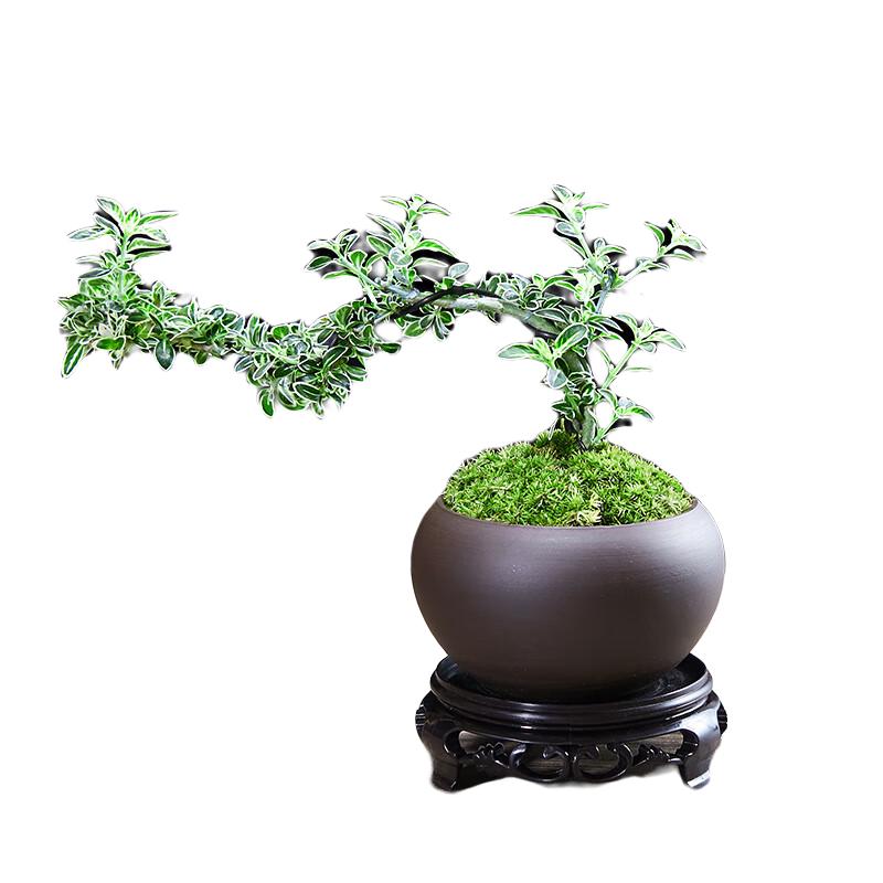 幼薇室内桌面办公桌悬崖六月雪小绿植盆栽植物茶几客厅摆件盆景好养活 六月雪+紫砂圆盆+圆形底盘 带盆栽好
