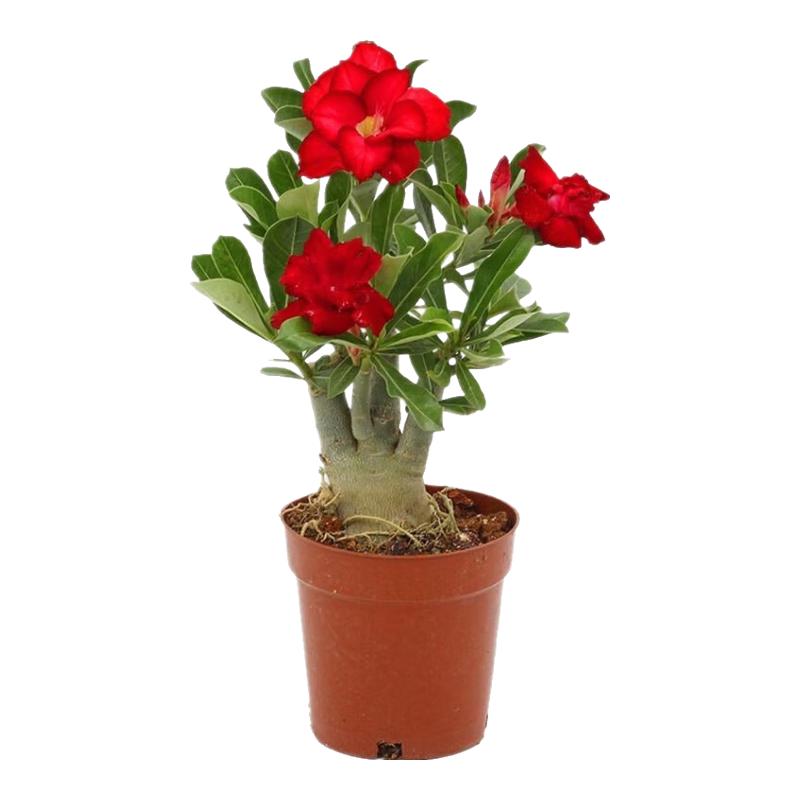 花行榜沙漠玫瑰盆栽重瓣绿植室内花卉植物 3年中苗（颜色）源头直发