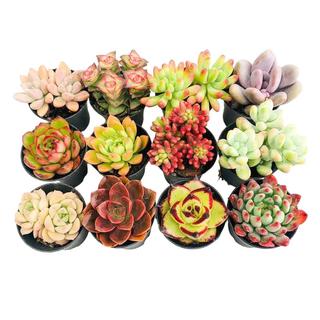 壹分皿6颗多肉植物组合盆栽含盆带土种好好养室内绿植花卉源头直发