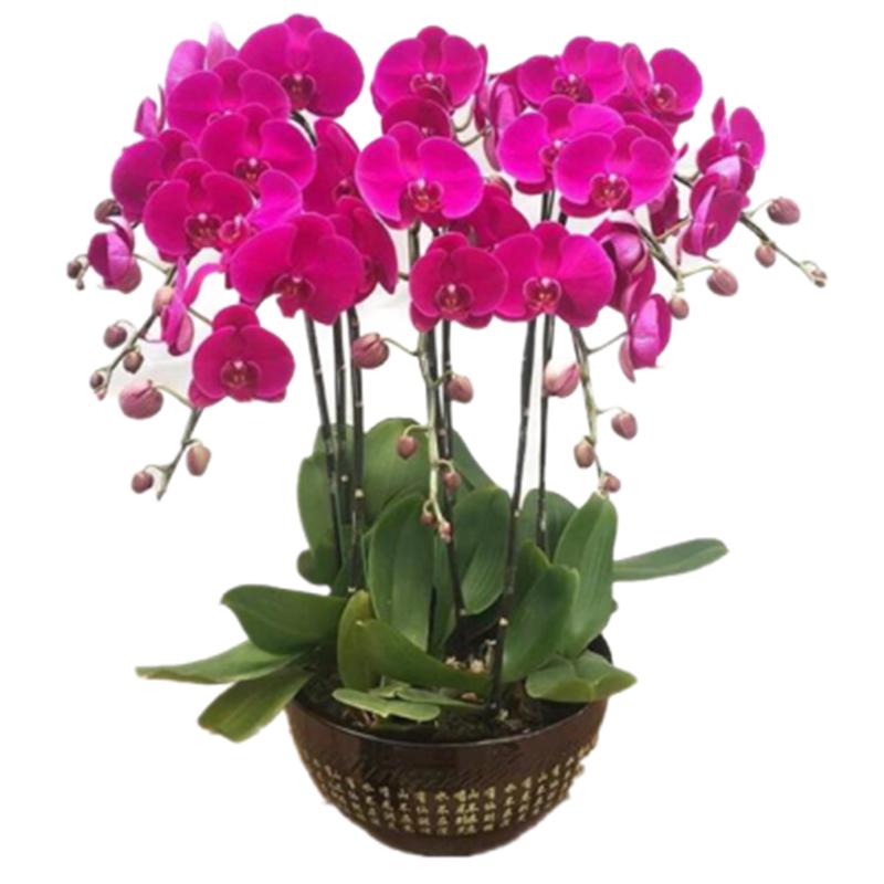 意轩蝴蝶兰苗室内桌面花卉绿植盆栽 蝴蝶兰花苗兰花观花盆栽君子兰苗 粉蝴蝶