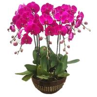 意轩蝴蝶兰苗室内桌面花卉绿植盆栽 蝴蝶兰花苗兰花观花盆栽君子兰苗 粉蝴蝶