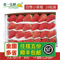 【老一生鲜】新鲜烘焙小草莓双流冬草莓 奶茶商用 酸草莓24-28粒 中小果(单果25g以下)