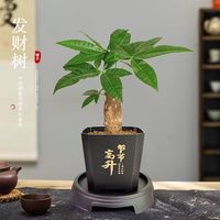 发财树小盆栽室内植物办公室桌面装饰摆件客厅招财绿植净化空气