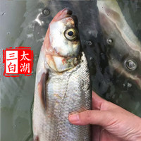 太湖海【特大白鱼】太湖三白翘嘴白条大白刁 鲜活三去淡水鱼类江苏特产 现杀