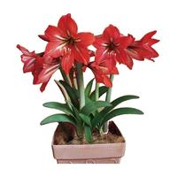 花翁国产朱顶红大球3球装 多年生种球单瓣盆栽花卉植物大土朱源头直发