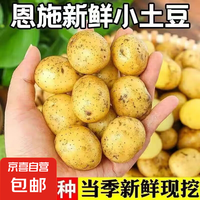 土豆新风 tudou 当季新货恩施黄心小土豆高山产地直发小土豆新鲜迷你洋芋马铃薯 恩施小土豆1斤 带箱 60g起