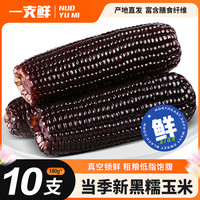 一支鲜 东北黑糯玉米低脂早餐10棒