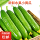 京喜 加 国产无刺水果黄瓜 1斤