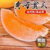 初石 特大果 甘肃民勤 沙漠瓜 黄河蜜甜瓜 4.2斤（1-2个）