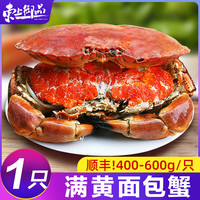 满黄面包蟹鲜活熟冻大螃蟹特大海鲜水产 单只400-600g