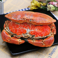 满黄面包蟹鲜活熟冻大螃蟹特大海鲜水产 单只400-600g *2只