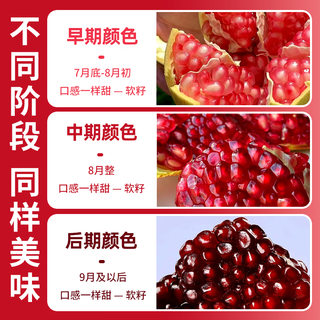 京觅四川突尼斯软籽甜石榴新鲜水果4.5斤装单果300g+源头直发 4.5斤装单果300g+【实惠装】
