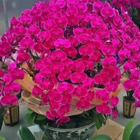 亦运林篆 蝴蝶兰花苗 带花剑盆栽 兰花大苗 客厅室内植物 四季开花 好养观花 花开富贵 带花剑+肥料