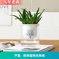 雅卉 懒人盆 芦荟盆栽 含盆