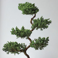 子乐湾 五层塔松盆栽室内客厅迎客松植物盆景办公室桌面绿植乔迁开业礼物