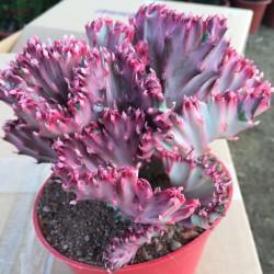 一名花匠 YIMINGHUAJIANG 多肉植物玉麒麟盆栽仙人掌彩麒麟盆栽室内客厅吸甲醛花卉绿植盆栽 彩麒麟13cm以上无根 裸根不带土