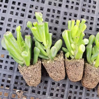 神拼 吸财树 多肉植物 颜色分类：穴盘苗1棵