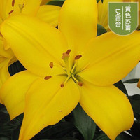 花e流 香水百合花盆栽室内百合种球花卉四季种易活花种子 D7黄单球