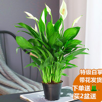 天时双喜 白掌绿植一帆风顺盆栽水培植物办公室内花卉红掌好养易活开花