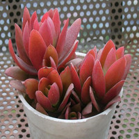 种花迷多肉植物 微景观  组合盆栽办公室苗室内绿植花卉多肉肉植物绿 玉珠帘