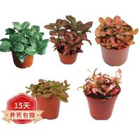 森岳网纹草小植物 盆栽室内好养植物苔藓微景观植物 迷你彩虹网纹草（含原盆） 含盆