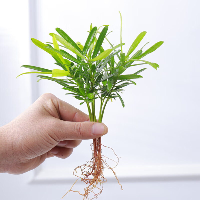爱你一万年迷你罗汉松花卉盆栽绿植造型盆景室内办公水培好养四季常青 精品罗汉松不含盆约20棵