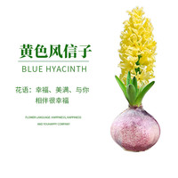 景曦 风信子种球 水养土培套餐 黄色1个球+2袋营养液
