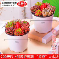 恭田 多肉组合盆栽 50颗 七彩组合（种好发货）11cm 含盆