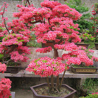 尔澜 映山红树苗杜鹃花室内阳台庭院绿化花园植物映山红花苗源头直发